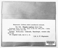 Image of Peltula euploca